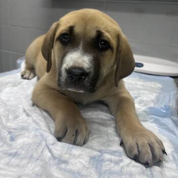 Mixed Breed Dogs Available for Adoption - Winchester | PetCurious