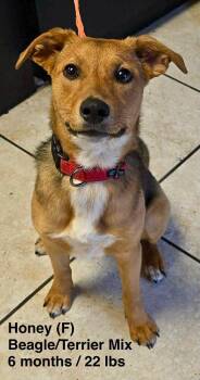 Beagle and Terrier Dogs Available for Adoption - Honey | PetCurious