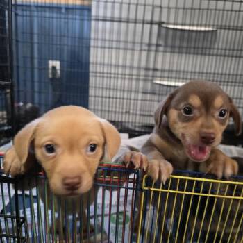 Rescue Miniature Pinscher Dogs for Adoption in Athens, Alabama - Dumplin | PetCurious