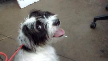 ARLO -  Mixed Breed Dog for Adoption in Dallas, Texas - ARLO | PetCurious