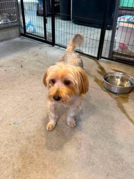 Coco Puff -  Yorkshire Terrier Dog for Adoption in Phoenix, Arizona - Coco Puff | PetCurious