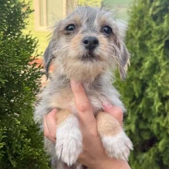 Milo -  Miniature Schnauzer and Yorkshire Terrier Dog for Adoption in West Richland, Washington - Milo | PetCurious