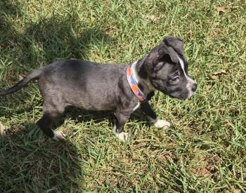 Ella -  American Staffordshire Terrier and American Bully Dog for Adoption in Humble, Texas - Ella | PetCurious