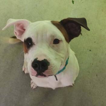 Petey -  Pit Bull Terrier and Mixed Breed Dog Available for Adoption in Greenville, Pennsylvania - Petey | PetCurious