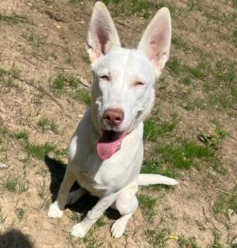 QUEEN -  Husky and Shepherd Dog for Adoption in Belmont, New York - QUEEN | PetCurious