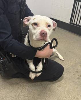 Rescue Pit Bull Terrier Dogs for Adoption in Cleveland, Ohio - Gladys | PetCurious