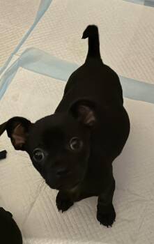 French Bulldog and Chihuahua Dogs Available for Adoption in Discovery Bay, California - Pér | PetCurious