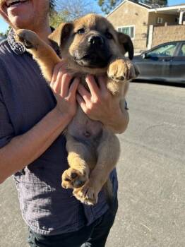 Golden Retriever and Great Pyrenees Dogs Available for Adoption - Arrow | PetCurious