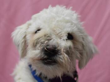 Laney -  Poodle Dog for Adoption in Portland, Oregon - Laney | PetCurious