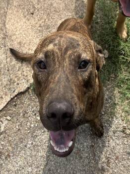 Rescue Mixed Breed Dogs for Adoption in Dallas, Texas - BETO | PetCurious