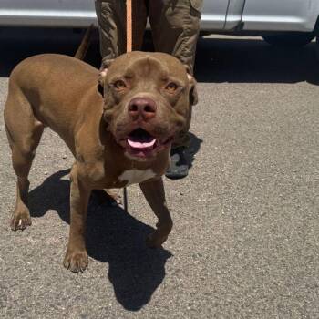Clyde/ Zuse -  American Staffordshire Terrier and Mastiff Dog for Adoption in Kingman, Arizona - Clyde/ Zuse | PetCurious
