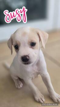 Susy -  Hound and Terrier Dog for Adoption in Ringwood, New Jersey - Susy | PetCurious