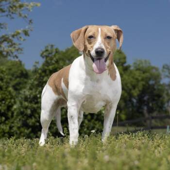 Mixed Breed Dogs Available for Adoption in Franklin, Tennessee - Rosie | PetCurious