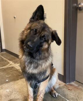Rescue German Shepherd Dog and Mixed Breed Dogs for Adoption in Ontario, California - ALBERT | PetCurious