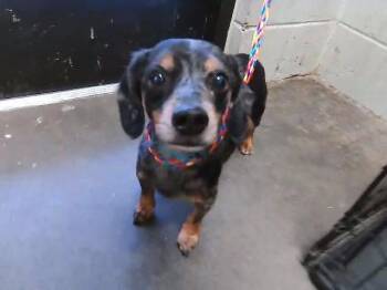 Chihuahua Dogs Available for Adoption in Tulsa, Oklahoma - WALTER | PetCurious