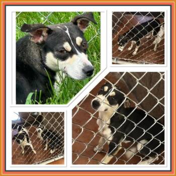 TRIXIE -  Feist Dog for Adoption in Buckhannon, West Virginia - TRIXIE | PetCurious