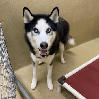 Loki -  Siberian Husky Dog for Adoption in Monroe, Georgia - Loki | PetCurious