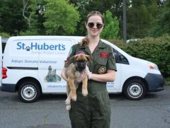 Viper -  Terrier and Mixed Breed Dog for Adoption in Morristown, New Jersey - Viper | PetCurious
