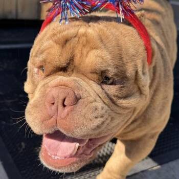 Warren -  English Bulldog Dog for Adoption in Dayton, Ohio - Warren | PetCurious