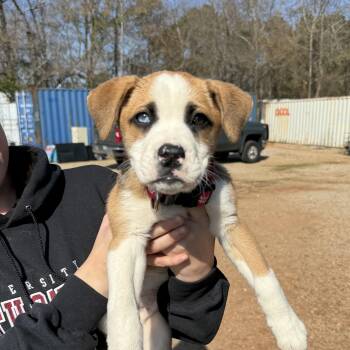 Boxer Dogs Available for Adoption - Block Blast | PetCurious