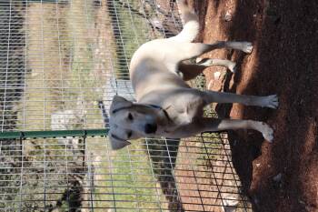 Rescue Labrador Retriever Dogs for Adoption in Leakey, Texas - Blixen | PetCurious