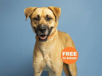 CHRISTOPHER -  German Shepherd Dog and Staffordshire Bull Terrier Dog for Adoption in Phoenix, Arizona - CHRISTOPHER | PetCurious