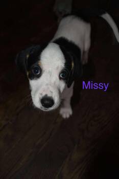 Rescue American Foxhound Dogs for Adoption in East Amherst, New York - Missy | PetCurious