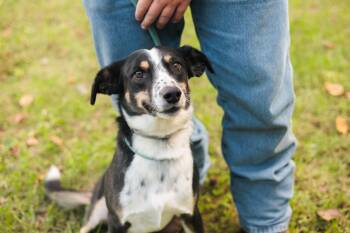Rescue Mixed Breed Dogs for Adoption in Gradyville, Kentucky - Bunker | PetCurious