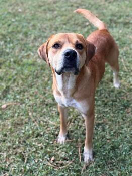 Cheddar -  Labrador Retriever Dog for Adoption - Cheddar | PetCurious