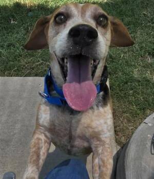 Rescue Beagle and Mixed Breed Dogs for Adoption in Dallas, Texas - Finn | PetCurious