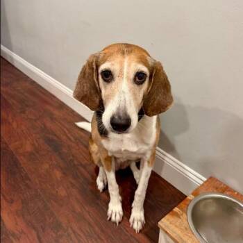 Paisley (Willa Mae) -  Hound and Mixed Breed Dog for Adoption in Fairfax, Virginia - Paisley (Willa Mae) | PetCurious