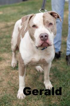 Rescue Mixed Breed Dogs for Adoption in Macomb, Illinois - Gerald | PetCurious