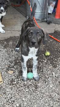 Great Pyrenees and Anatolian Shepherd Dogs Available for Adoption - Titan | PetCurious