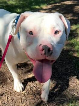 Thanos -  Mixed Breed Dog for Adoption in Fairfax, Virginia - Thanos | PetCurious