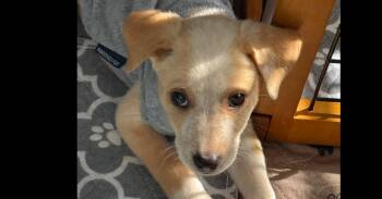 Forester Subaru -  Mixed Breed Dog for Adoption in Waunakee, Wisconsin - Forester Subaru | PetCurious