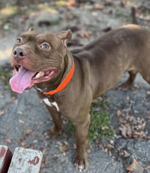 Rescue Pit Bull Terrier Dogs for Adoption in Buffalo, New York - Prince | PetCurious
