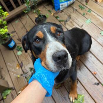Twinkle -  Greater Swiss Mountain Dog Dog for Adoption in West Chester, Pennsylvania - Twinkle | PetCurious