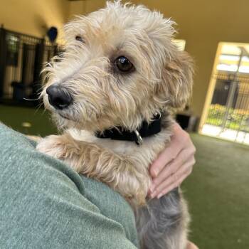 Toby -  Yorkshire Terrier Dog Available for Adoption in West Palm Beach, Florida - Toby | PetCurious