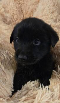 Dewsbury / Darcy -  Labrador Retriever and Mixed Breed Dog for Adoption in Broomfield, Colorado - Dewsbury / Darcy | PetCurious