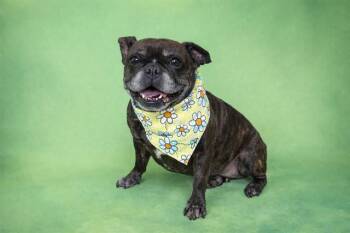 French Bulldog Dogs Available for Adoption in Fort Lauderdale, Florida - LUCY | PetCurious