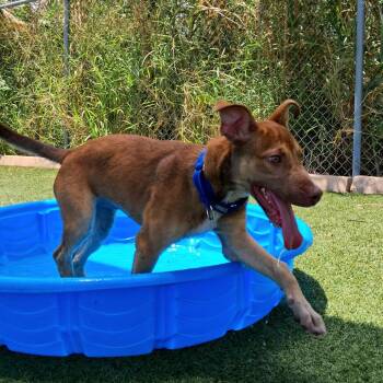Buttercup -  Mixed Breed and Doberman Pinscher Dog for Adoption in Galveston, Texas - Buttercup | PetCurious
