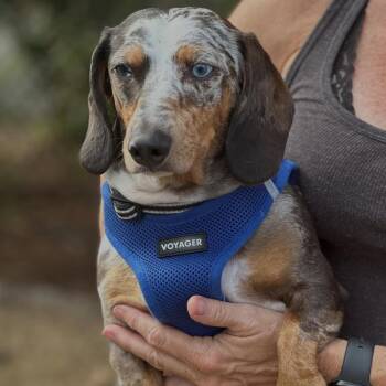 Rescue Dachshund Dogs for Adoption in Portland, Oregon - Milo (COMING SOON) | PetCurious