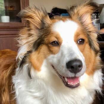 Whisper - Toronto -  Shetland Sheepdog Sheltie Dog for Adoption in Toronto, Ontario - Whisper - Toronto | PetCurious