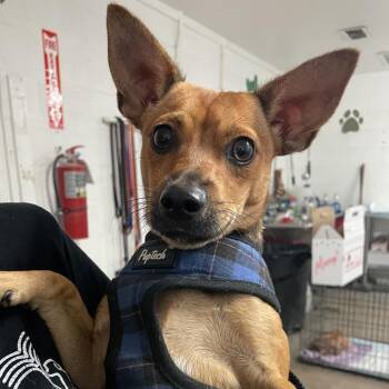 paco -  Chihuahua Dog for Adoption in Edinburg, Texas - Paco | PetCurious