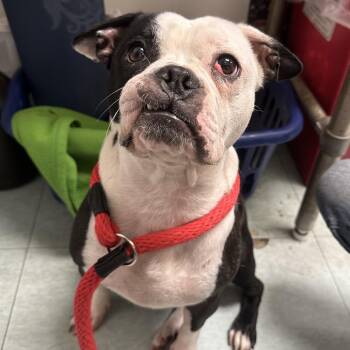 Toodles -  Mixed Breed Dog for Adoption in Philadelphia, Pennsylvania - Toodles | PetCurious