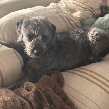 Wirehaired Pointing Griffon and Mixed Breed Dogs Available for Adoption in Freeport, Florida - Lillianne | PetCurious