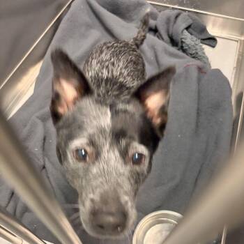 Didgeridoo -  Mixed Breed Dog for Adoption in Davenport, Iowa - Didgeridoo | PetCurious