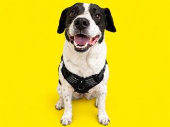 OTIS -  Pointer and Mixed Breed Dog for Adoption in Doral, Florida - OTIS | PetCurious