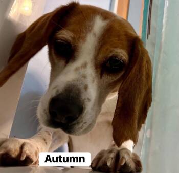 Beagle Dogs Available for Adoption in Alexander, Arkansas - Autumn | PetCurious