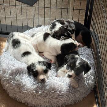 Kona -  Terrier and Mixed Breed Dog for Adoption in Newberg, Oregon - Kona | PetCurious
